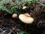 Gymnopilus penetrans image