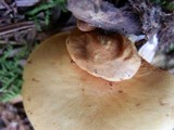 Gymnopilus penetrans image