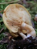 Gymnopilus penetrans image