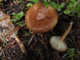 Clitocybe squamulosa image