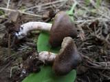 Cortinarius glandicolor image