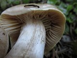 Cortinarius pinophilus image
