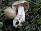 Cortinarius pinophilus image