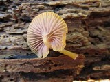 Chromosera cyanophylla image