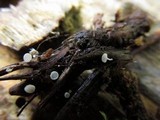 Lachnum virgineum image