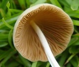 Conocybe apala image
