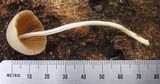 Conocybe apala image