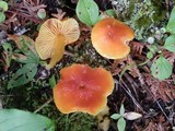 Hygrocybe aurantiosplendens image