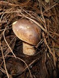 Suillus fuscotomentosus image
