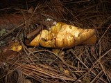 Suillus fuscotomentosus image