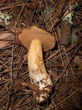 Suillus fuscotomentosus image