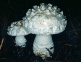 Amanita magniverrucata image