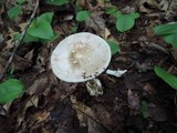 Amanita brunnescens image