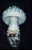 Amanita magniverrucata image