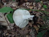 Russula cyanoxantha image