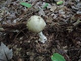 Amanita brunnescens image