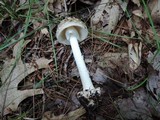 Amanita brunnescens image