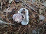 Russula cyanoxantha image