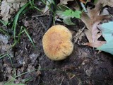 Boletus vermiculosoides image
