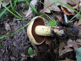 Boletus vermiculosoides image
