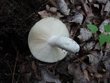 Russula modesta image