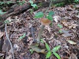 Hymenopellis furfuracea image