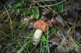 Xerocomus hortonii image