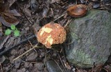 Xerocomus hortonii image