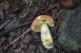 Xerocomus hortonii image