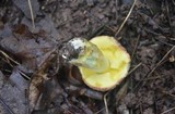 Xerocomus hortonii image