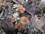 Gymnopus inodorus image