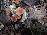 Gymnopus inodorus image