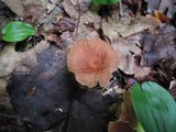 Gymnopus inodorus image