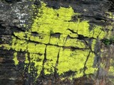 Pleopsidium chlorophanum image