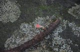 Microstoma floccosum image