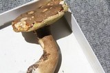 Boletus variipes var. fagicola image