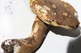 Boletus variipes var. fagicola image