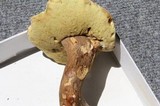 Boletus variipes var. fagicola image