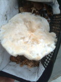Melanoleuca verrucipes image