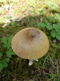 Amanita sect. Vaginatae image