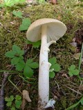 Amanita sect. Vaginatae image