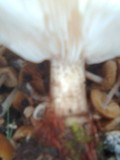 Melanoleuca verrucipes image