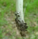 Amanita sect. Vaginatae image