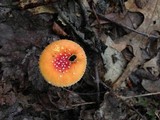 Amanita parcivolvata image