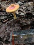 Amanita parcivolvata image