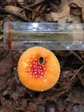 Amanita parcivolvata image