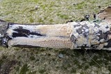 Hyphodontia quercina image