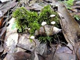 Marasmius epiphyllus image
