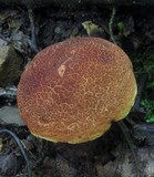 Boletellus pseudochrysenteroides image