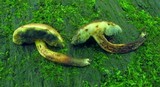 Boletellus pseudochrysenteroides image